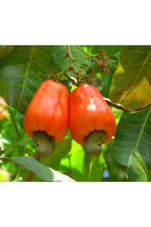 cashew-nut-kaju-tree-seeds