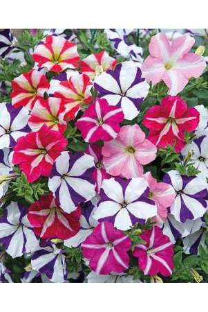 petunia-ultra-star-variety-avg-30-50-seeds-with-cocopeat-and-growing-soil