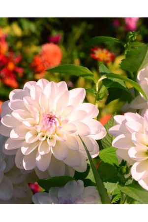 homeagro-dahlia-mixed-flower-25-seeds-