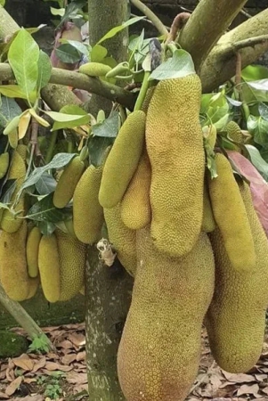 thai-all-time-jack-fruit-plant