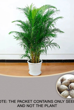 areca-palm-ornamental-air-purifying-indoor-outdoor-tree-5-seeds-pack-with-free-cocopeat-potting-soil-and-user-manual-for-terrace-and-home-gardening-cheap-rate-on-snapdeal