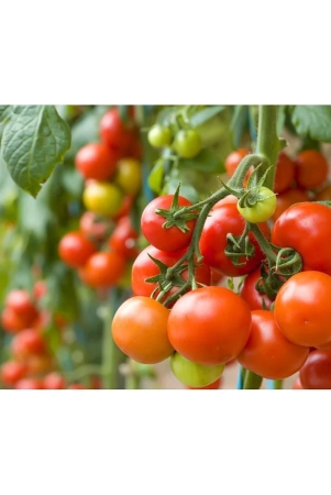 homeagro-tomato-vegetable-100-seeds-