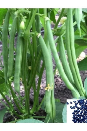 hn-organic-seed-beans-vegetable-50-seeds-