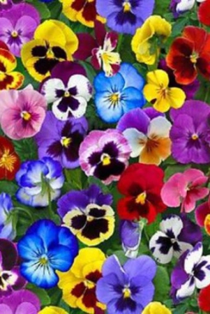 pansy-viola-mixed-f1-flower-seeds