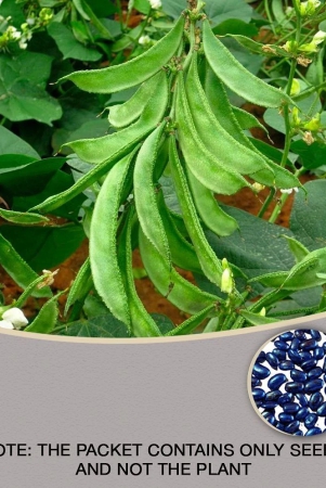 flat-grean-beans-pack-of-30-seeds