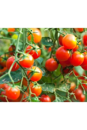 homeagro-tomato-vegetable-100-seeds-