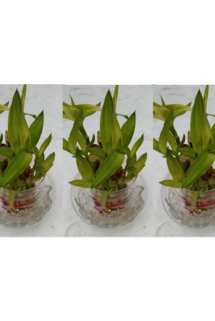 green-plant-indoor-green-wild-artificial-flowers-with-pot-pack-of-3-