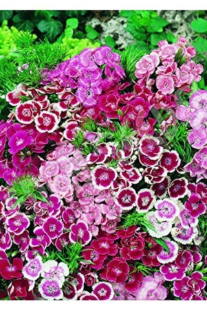 shop-360-garden-sweet-william-dwarf-mixed-flower-seeds-pack-of-100-seeds