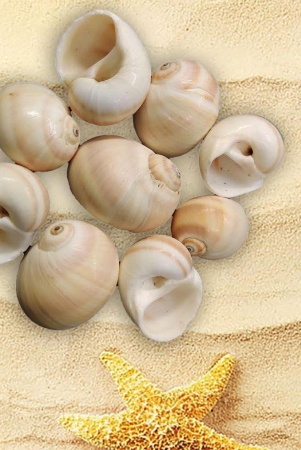 shell