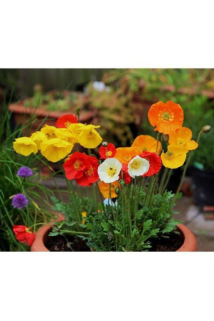 flanders-poppy-hybrid-seeds-gardening-seeds-garden-home-garden-seeds-eco-pack-plant-seeds