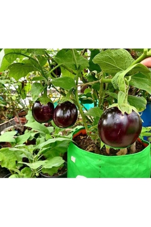 homeagro-brinjal-vegetable-100-seeds-