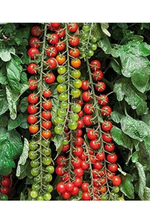 recron-seeds-red-cherry-tomato-vegetable-seeds-pack-of-50-seeds