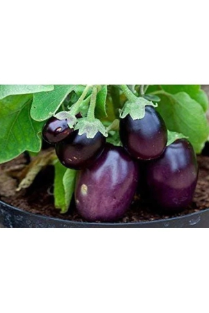 live-green-brinjal-seeds