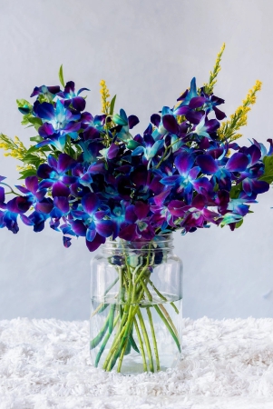 orchid-blue-10-stems