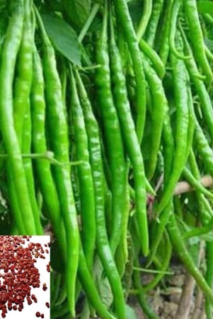 homeagro-chilli-vegetable-50-seeds-