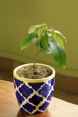 the-morocco-pod-handpainted-ceramic-planter