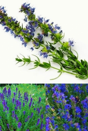 anise-hyssop-blaubluhender-herb-seed