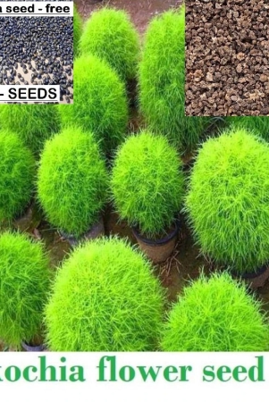 homeagro-kochia-flower-50-seeds-