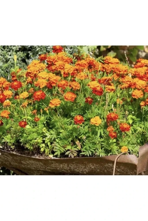 homeagro-marigold-flower-50-seeds-