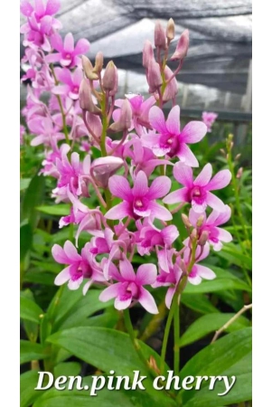 dendrobium-pink-cherry