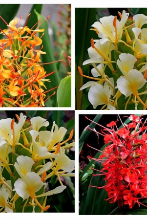 hedychium-butterfly-ginger-lily-mix-color-flower-bulbs