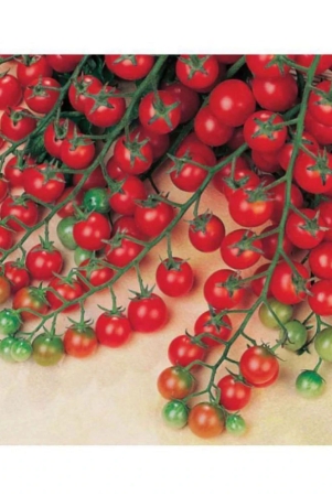 cherry-tomato-high-germination-seeds-pack-of-50-hybrid-seeds