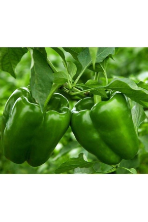 classic-green-earth-capsicum-vegetable-15-seeds-