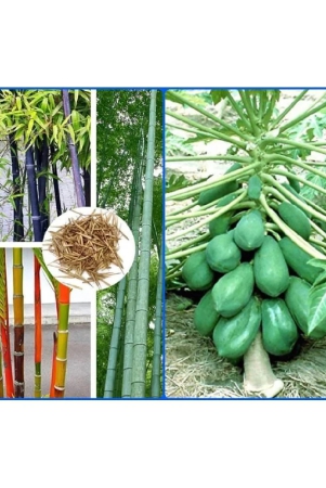 homeagro-combo-of-bamboo-plant-20-seeds-and-papaya-f1-hybrid-fruit-50-seed-