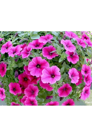 petunia-mixed-hybrid-imported-flower-seeds-seed-100-per-packetwith-growing-cocopeat