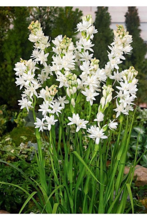 garden-rajnigandha-double-flowering-fragrant-polianthes-tuberosa-flower-bulbsseeds-white-5-bulbs-