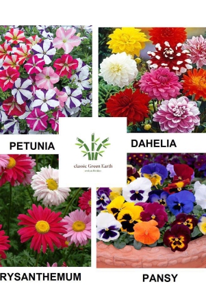 petunia-dahelia-chrysanthemum-pany-100-seeds-with-cocopeat