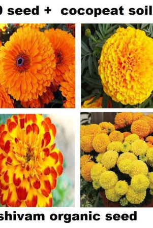 marigold-flower-seeds-for-all-season-india-pack-of-30-seeeds-garden-flower-seeds