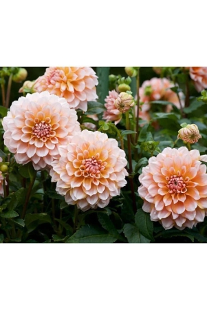 hn-organic-seed-dahlia-mixed-flower-25-seeds-