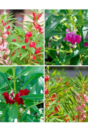 mix-color-balsam-flower-50-seeds-pack-with-free-free-cocopeat-and-user-manual-for-your-garden