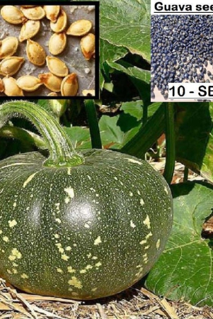 homeagro-pumpkin-vegetable-10-seeds-