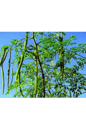 moringa-seeds-variety-hybrid-drumstick-20-seeds-saijan-ki-phallisaragavo