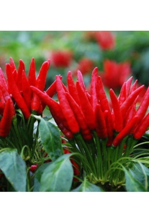 20-red-pepper-seeds-chili-capsicum-frutescens-organic-vegetable-seeds