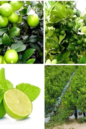 all-time-kagaji-lemon-plant