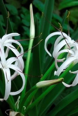 Crinum Amoenum (Bulbs)-3