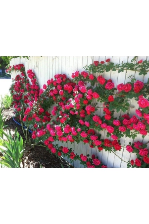 azalea-gardens-rose-flower-seeds-red-climbing-rose-20-seeds-pack-instruction-manual-inside-package