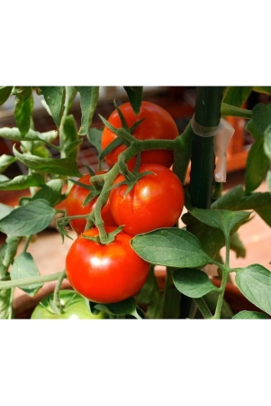 homeagro-tomato-vegetable-100-seeds-