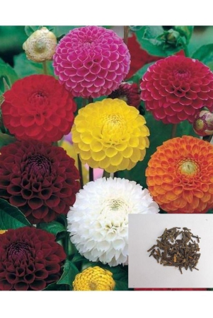 mix-dahlia-flower-100-seeds-pack-with-cocopeat-and-manaul-for-gardening-use