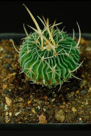 echinofossulocactus-brain-cactus-seeds