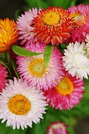 paper-flower-helichrysum-bracteatum-mix-color-flower-seeds