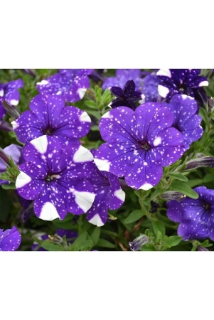 homeagro-petunia-mixed-flower-50-seeds-