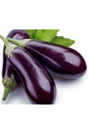 brinjal-bottle-shaped-1-kg