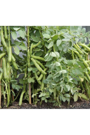 flat-lima-bean-sem-phali-vegetable-25-seeds-pack-with-user-manual