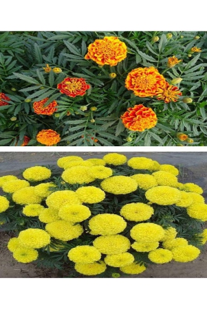 rare-african-and-giant-yellow-marigold-mix-100-seeds-pack-with-cocopeat-and-manual