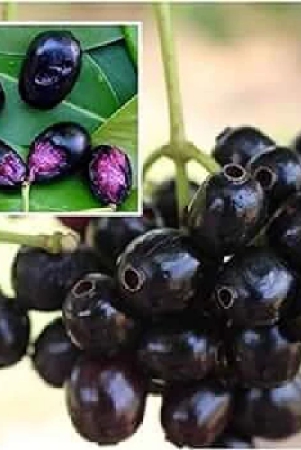 black-jamun-grafting-fruit-plant