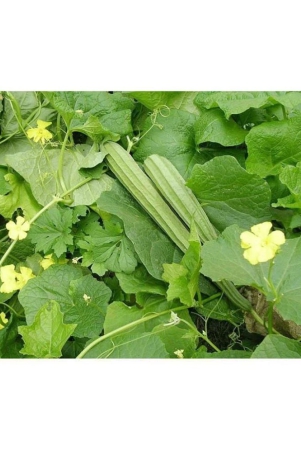 shop-360-garden-hybrid-ridge-gourd-jaipur-long-variety-seeds-pack-of-50-seeds